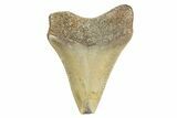 Juvenile Megalodon Tooth - North Carolina #340968-1